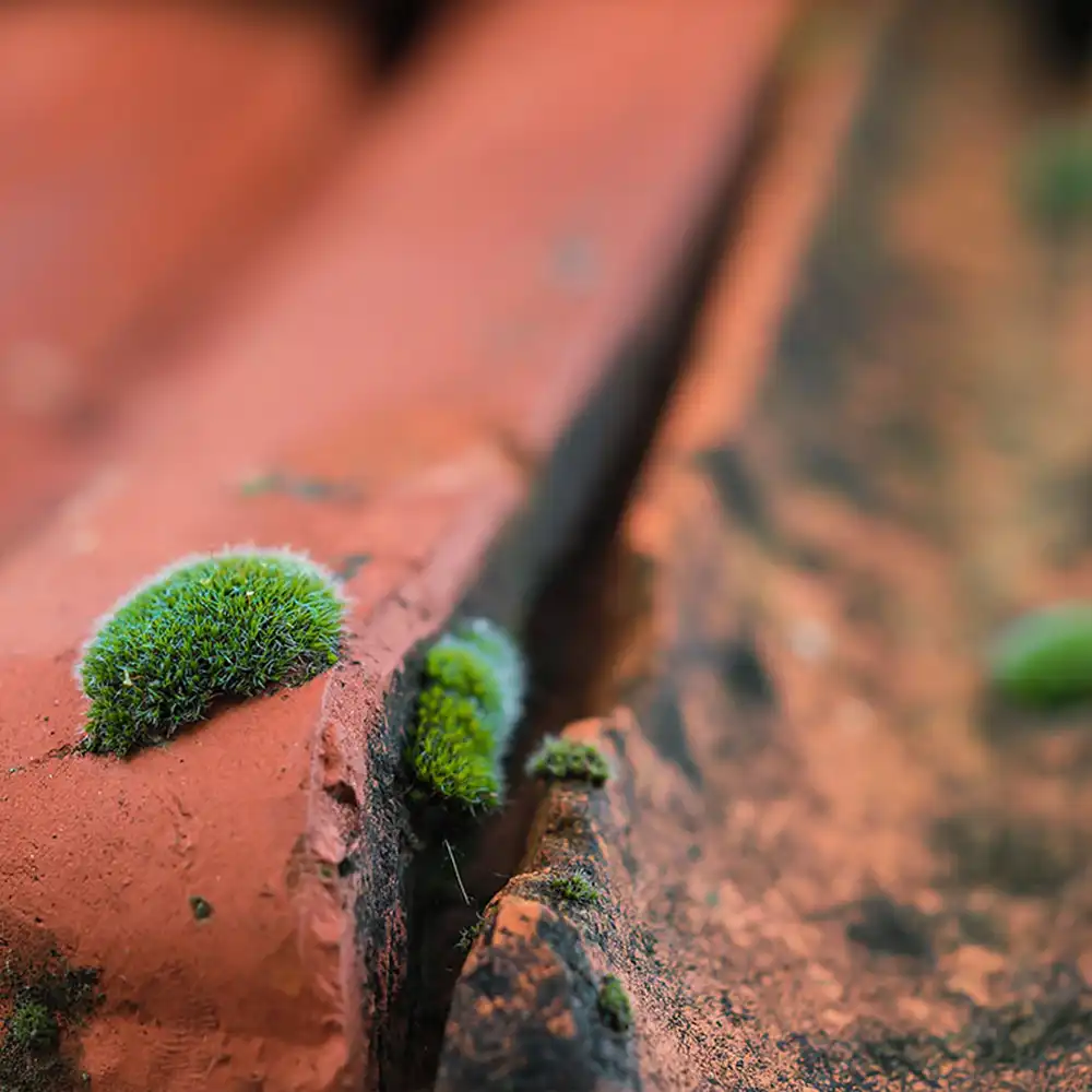 Why Choose Kent External Cleaning For Roof Cleaning